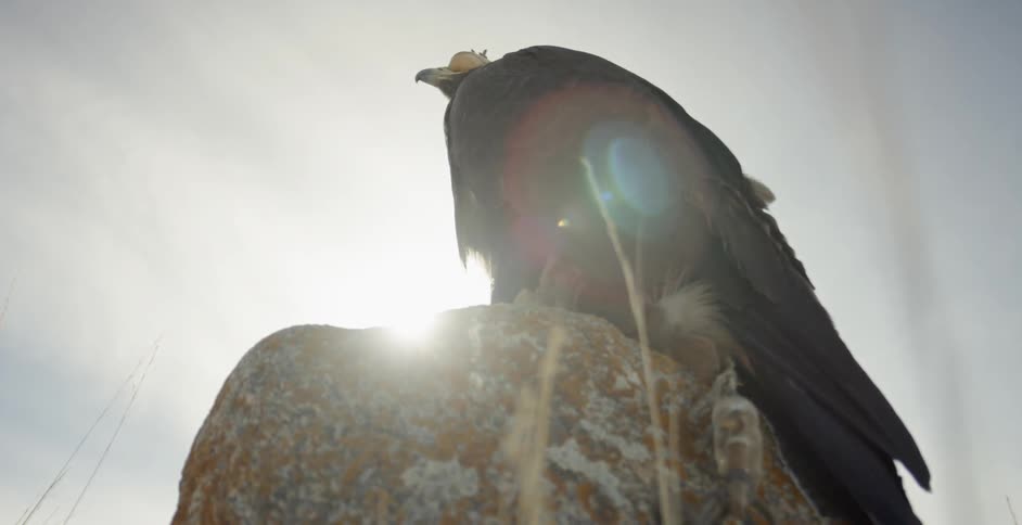 An eagle wearing a blinder is perching outside on a boulder in daylight