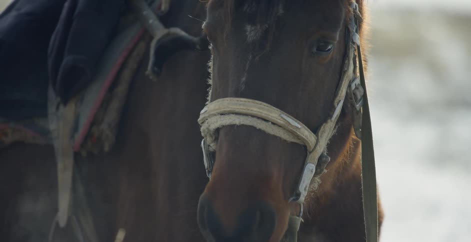 A bridled horses stands outside in the snow