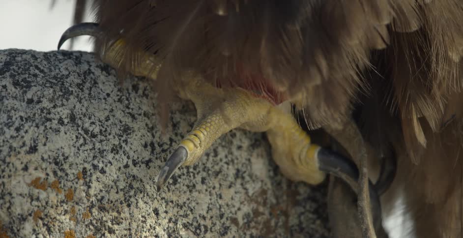 Bird's large talons grip a rock