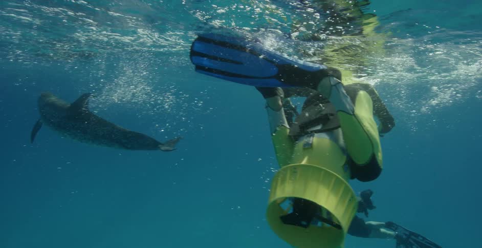 Divers swim with a dolphin in the ocean