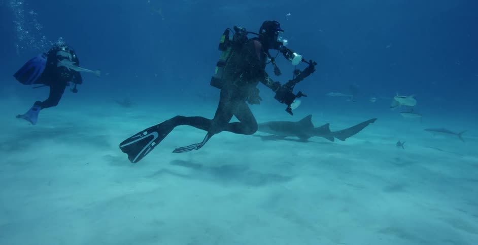 Fish and sharks swim around scuba drivers