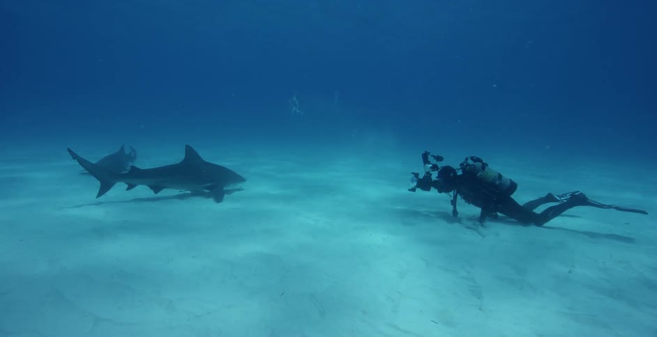 Underwater diver films a shark swimming near the ocean floor