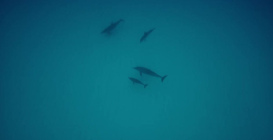 The sharks dive deep in the water