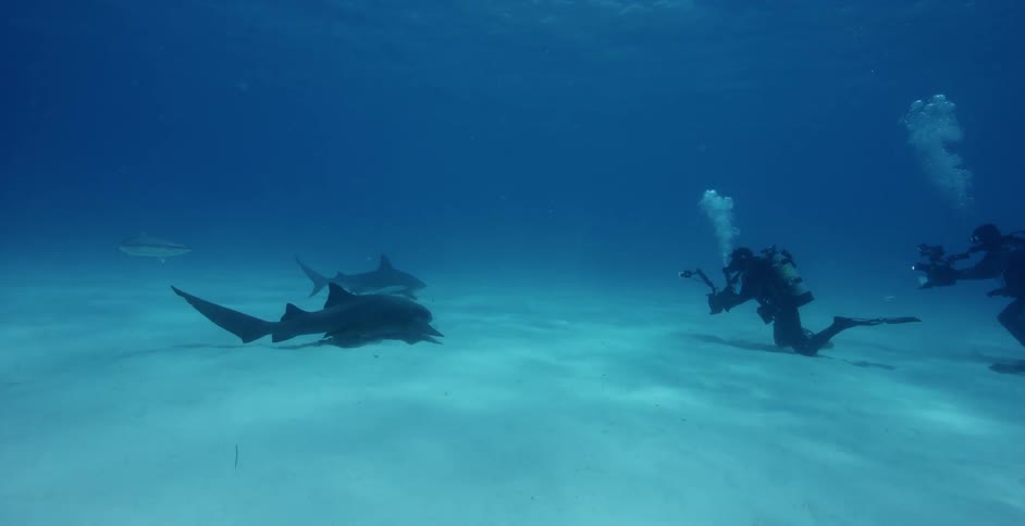Scuba divers film the sharks swimming on the sand below