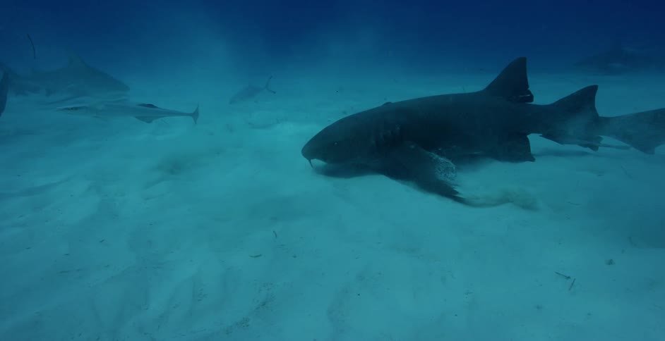 Sea creatures swim near the ocean floor