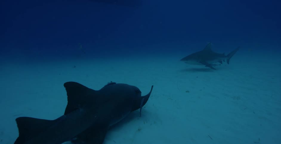 Sharks and fish swim in the ocean
