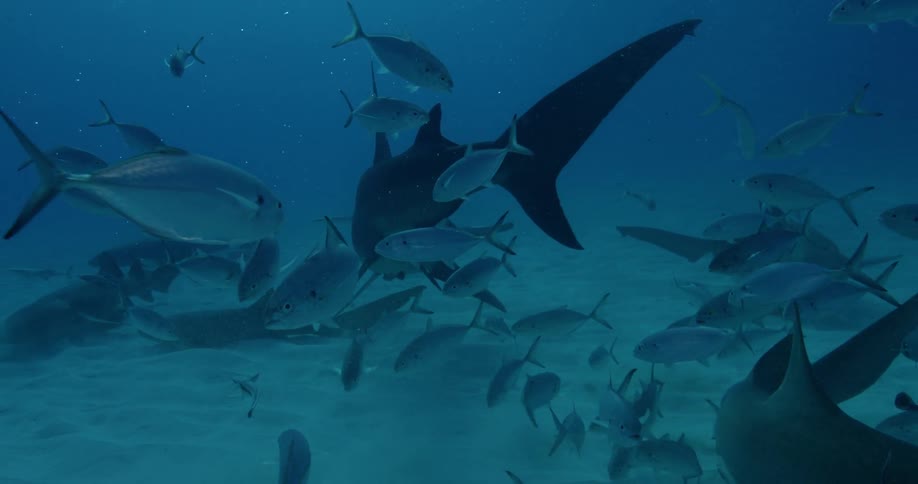 Many fish swim around the large shark in the center