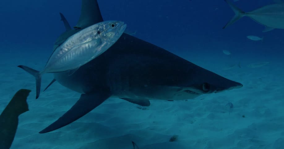 A hammerhead shark and fish swim in the ocean