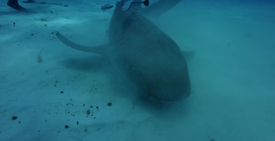 A diver swims with sharks and fish in the ocean