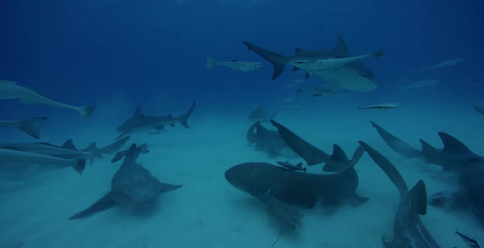 Sharks and fish swim near the ocean floor