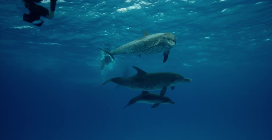 Sharks swim near the water's surface