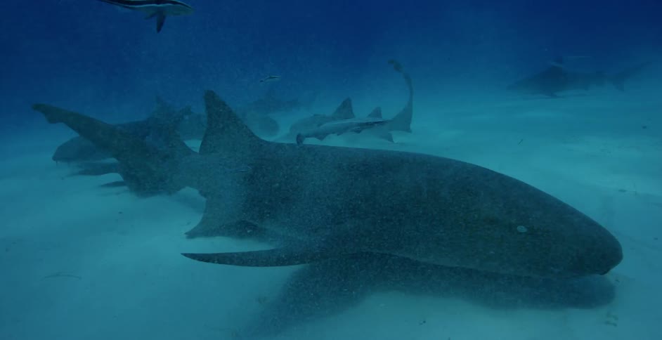 The large sharks swim on the bottom of the water