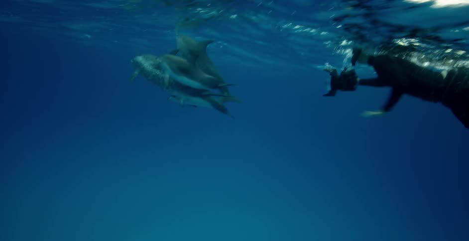 A diver films dolphins swimming near the surface