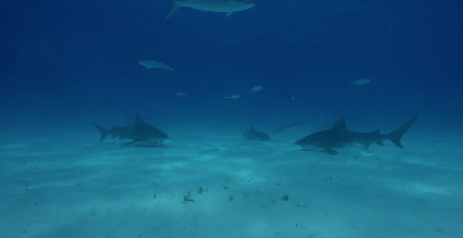 Sharks swim in the ocean near smaller fish