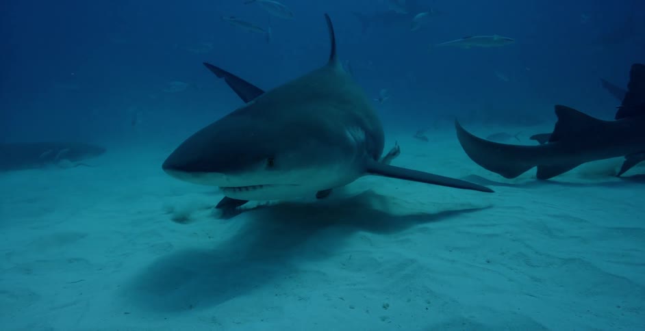 Sharks swim near the ocean floor