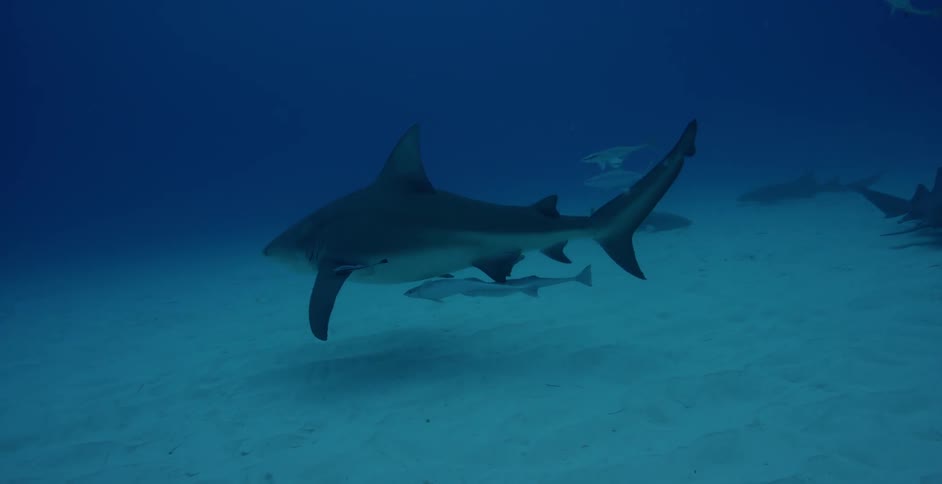A shark is swimming along the ocean floor during the day