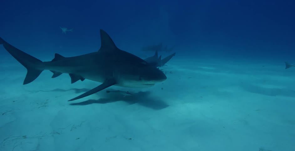 Sharks and fish swim in the ocean