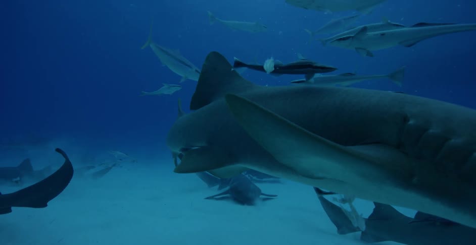 Sharks and fish swim in the ocean