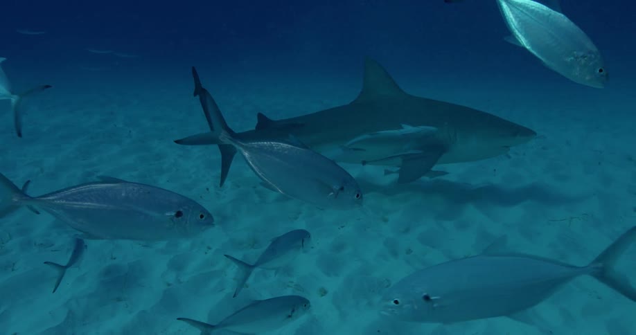 Shark and fish swim at the bottom of the ocean