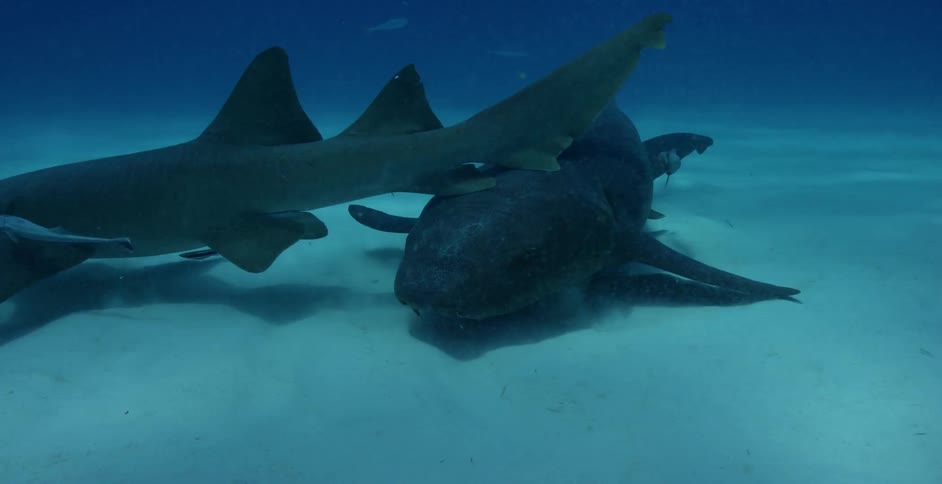 Sharks swim near the ocean floor