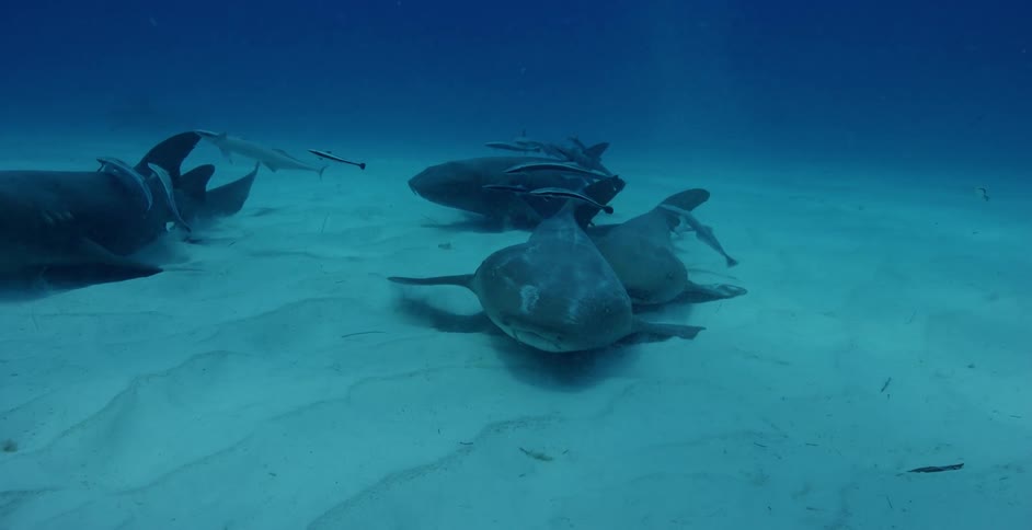 Sharks and fish swim near the ocean floor
