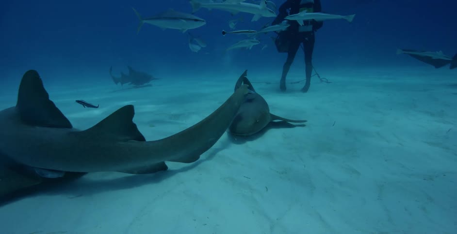 Underwater diver swims near sharks and fish