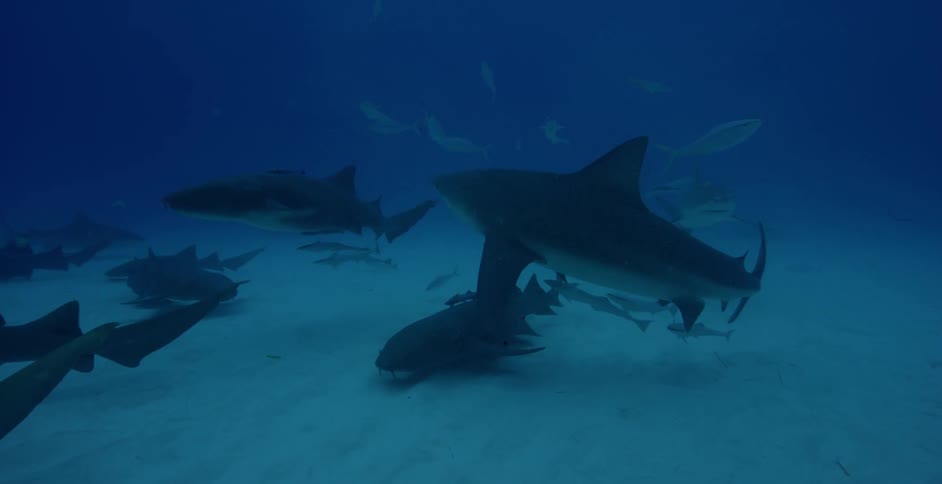 The sharks are swimming around by the sand underwater