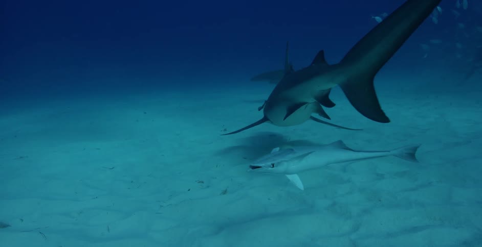 The sharks swim low to the sand in the dark water