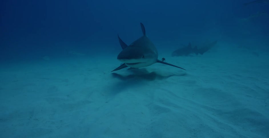 Sharks and fish swim in the ocean