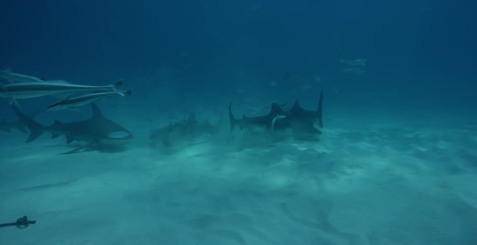 Sharks and fish swim in the ocean