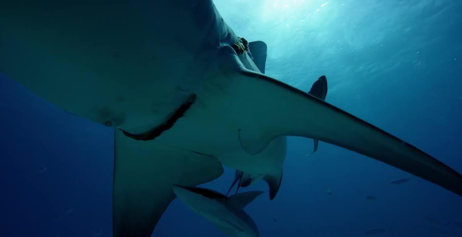 Large shark swims with the fish in the ocean