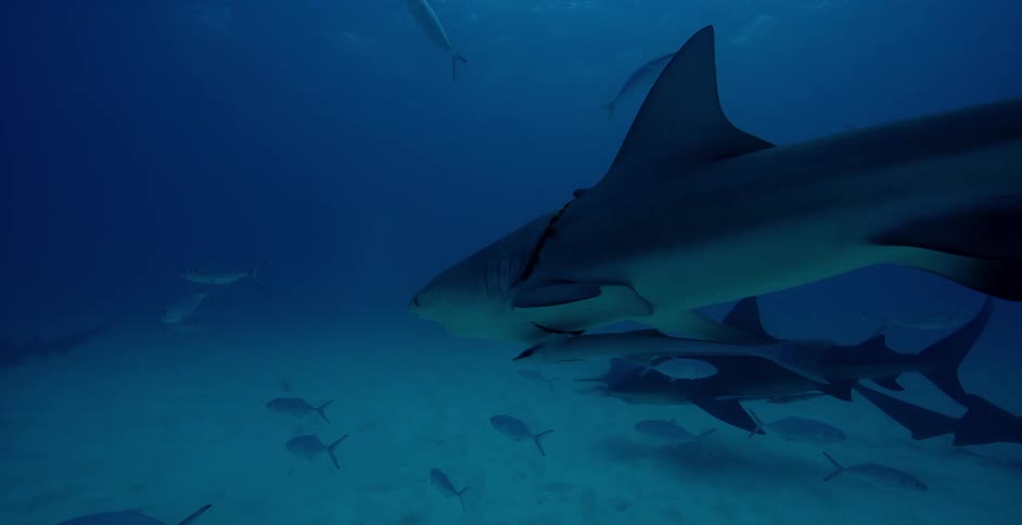 Sharks and fish swim in the ocean