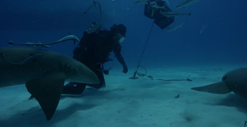A diver swims with sharks and fish in the ocean