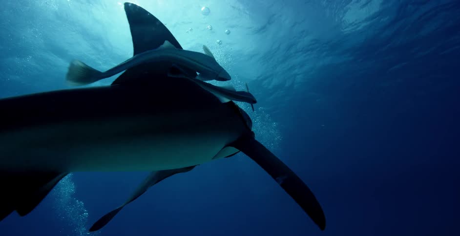 Fish swim around a shark as it rises to the surface