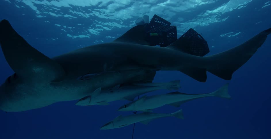 A diver swims with sharks and fish in the ocean