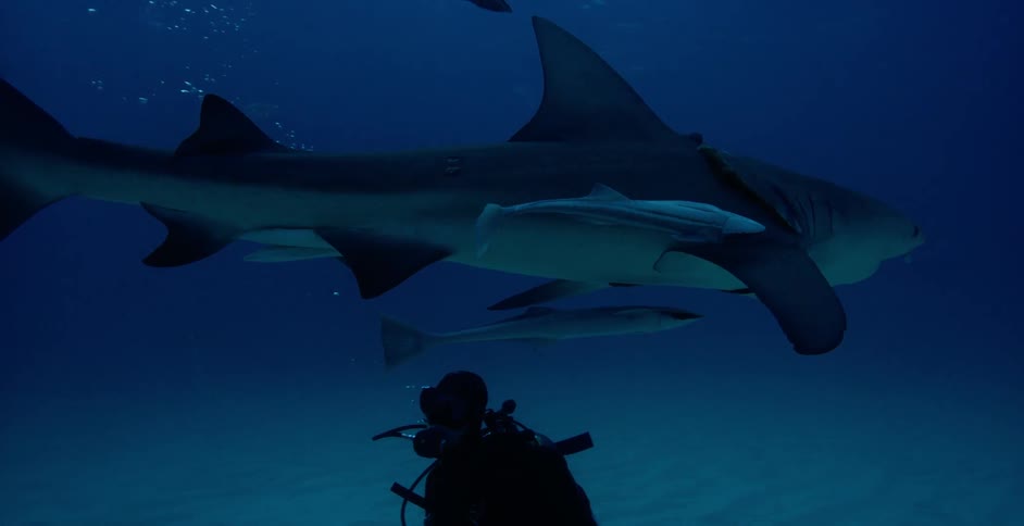The shark swims surrounded by fish following along