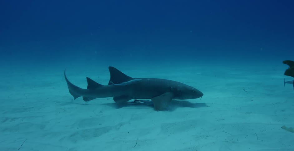 Sharks swim near the ocean floor
