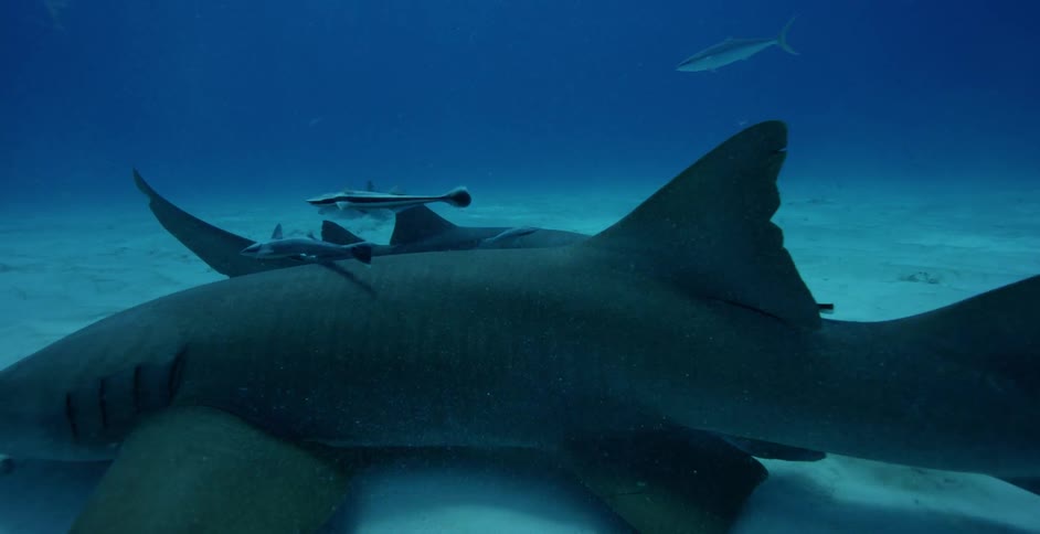 Sharks swim near the ocean floor