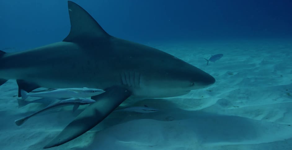 Shark swims by the ocean floor with many fish swimming under it