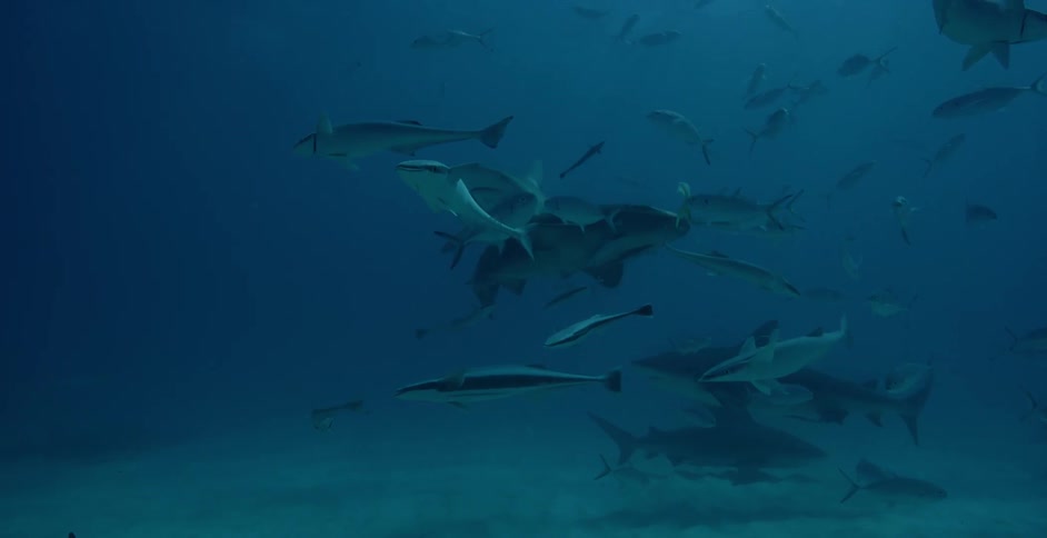 Sea creatures swim near the ocean floor