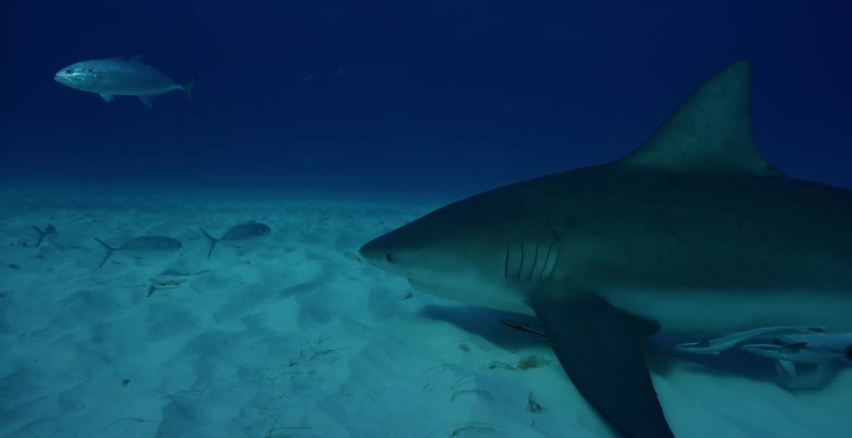 Sharks and fish are swimming near the ocean floor in daylight