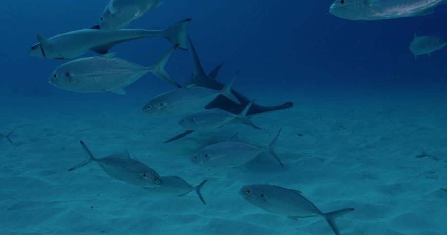 A hammerhead shark moves past a school of fish