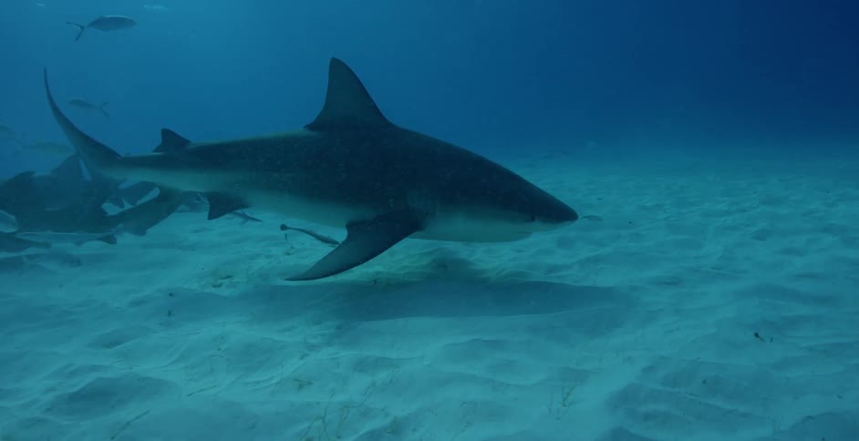 Sharks are swimming along the ocean floor during the day