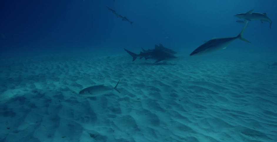 Sharks swim at the bottom of the ocean