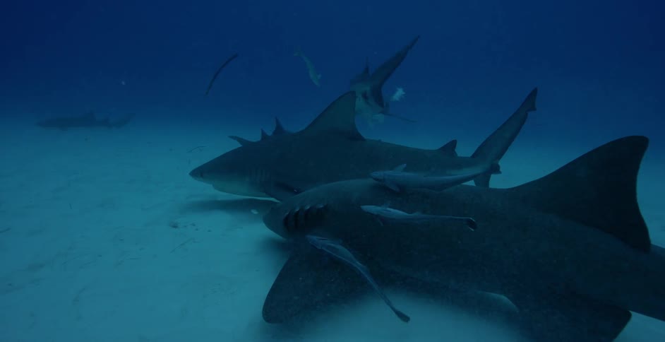Sharks and fish swim in the ocean