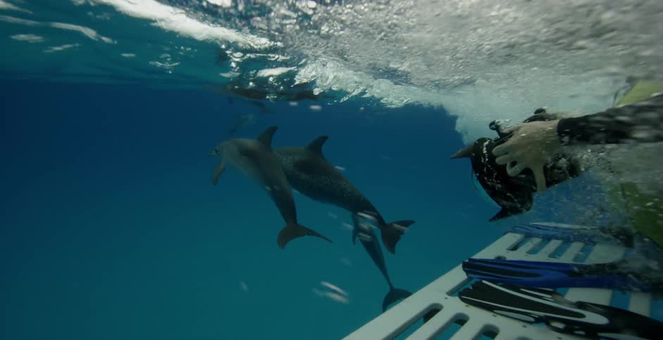 A snorkeler films dolphins in the ocean