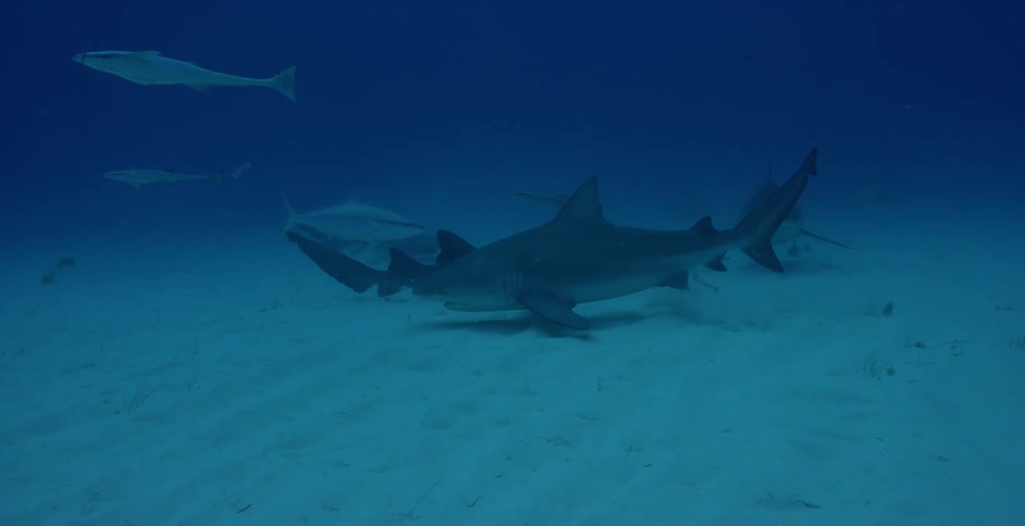 The fish and sharks swim close to the sand underwater