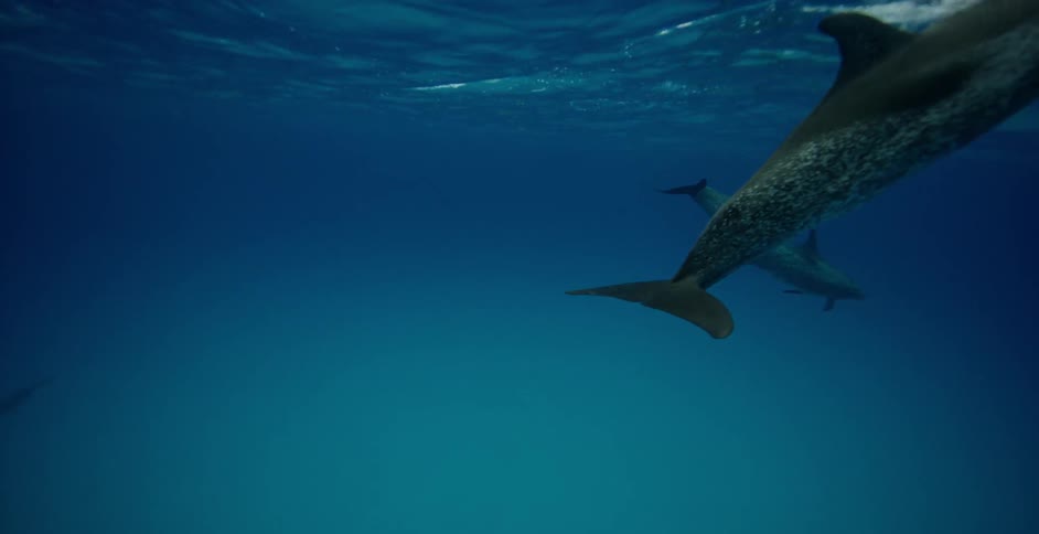 The sharks move and press the surface of the water