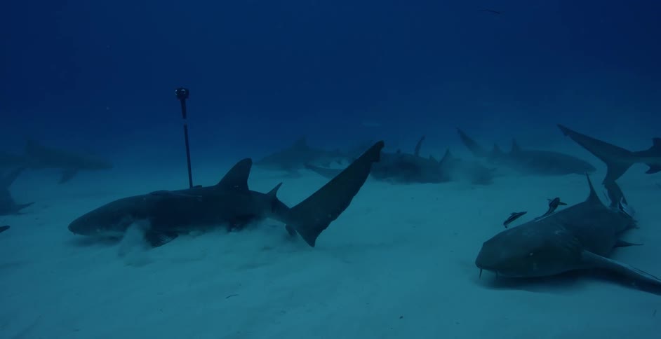 Sharks and fish swim along the sand covered ocean floor