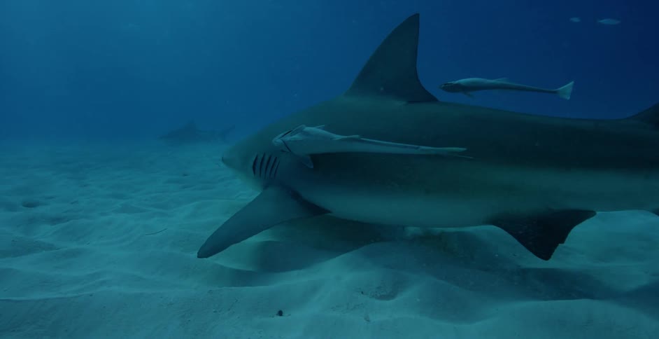 A sharks is swimming close to the sand on the ocean floor in daylight